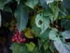 Jucy fruit